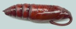 pupa