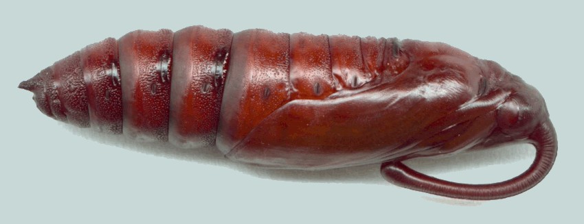 Manduca sexta pupa